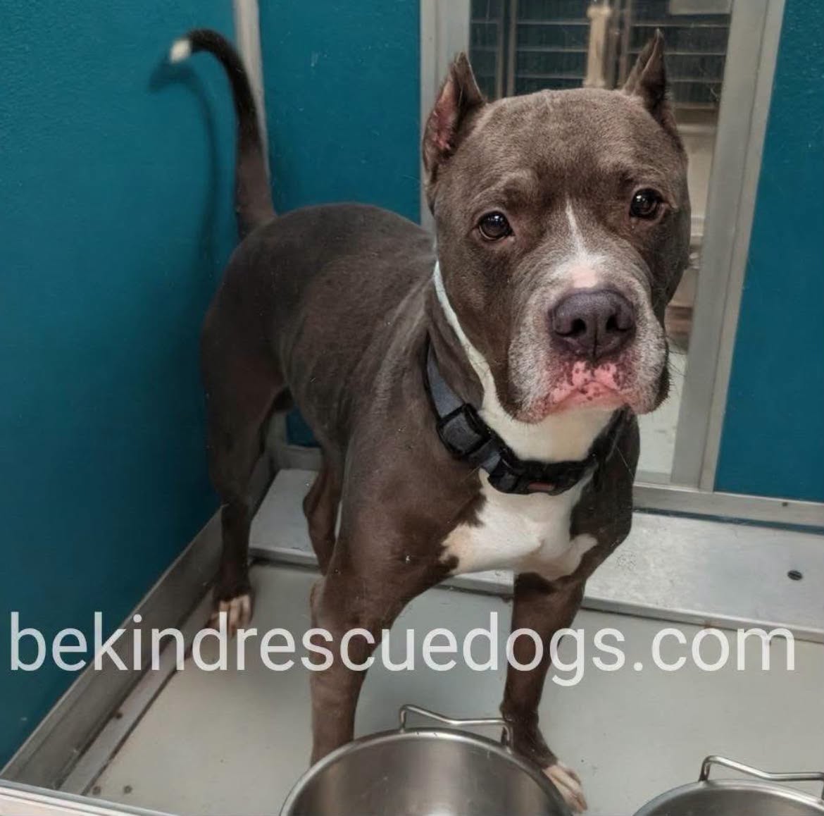 Windsor, a Pit Bull Terrier, available for adoption