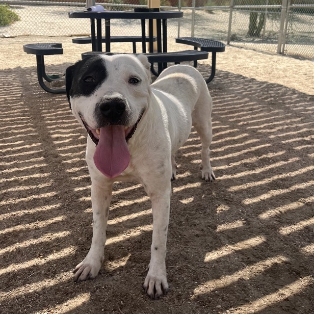 Emma, a Pit Bull Terrier, available for adoption