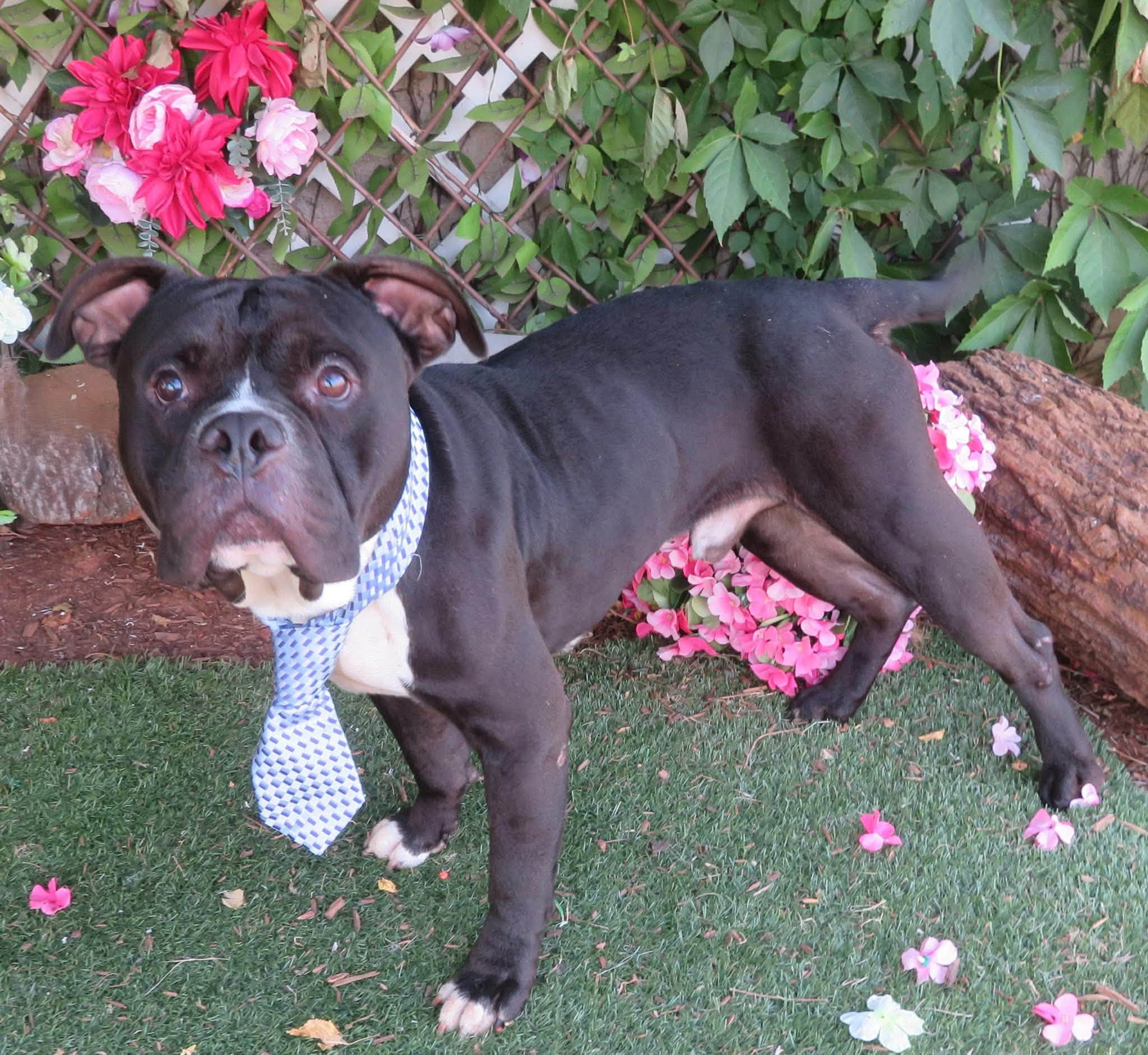 Forrest, a Pit Bull Terrier, available for adoption