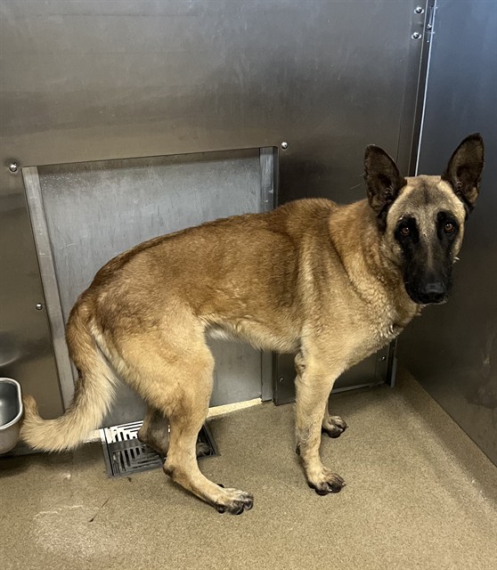 Smokey, a Belgian Shepherd Malinois, available for adoption