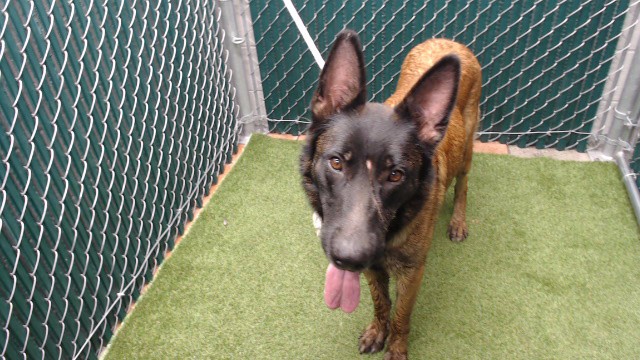 Bambina X 5 Pups, a Belgian Shepherd Malinois, available for adoption
