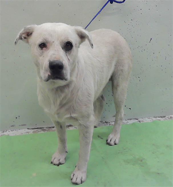 Stanley, a Staffordshire Bull Terrier (mix breed), available for adoption