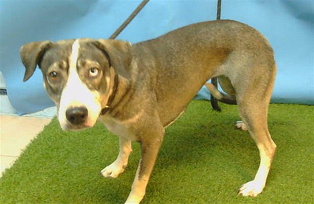 Luna, a Bullmastiff, available for adoption