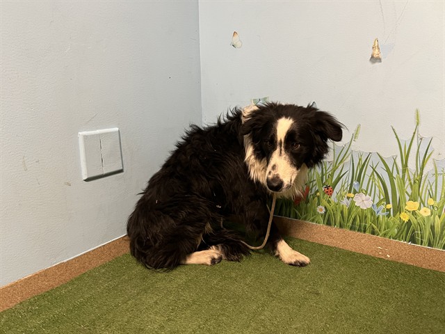 A5793862, a Border Collie, available for adoption