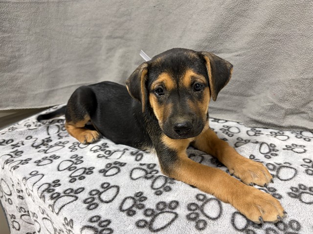 Adoptable pet photo