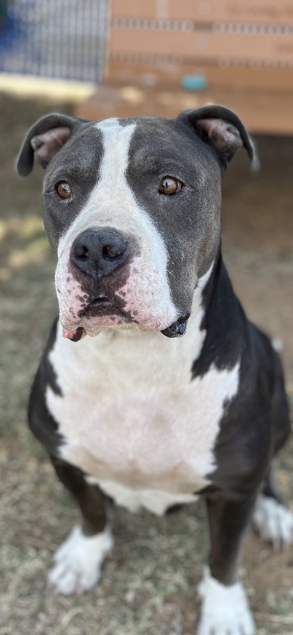 Adoptable pet photo