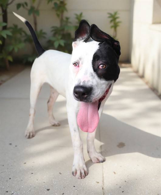 Adoptable pet photo