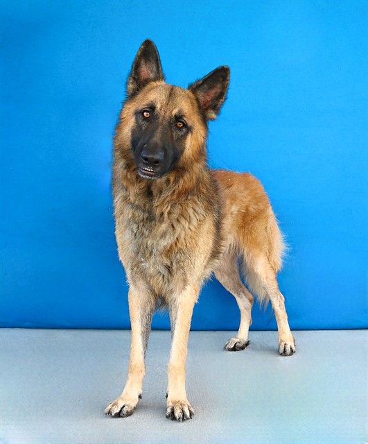 Adoptable pet photo