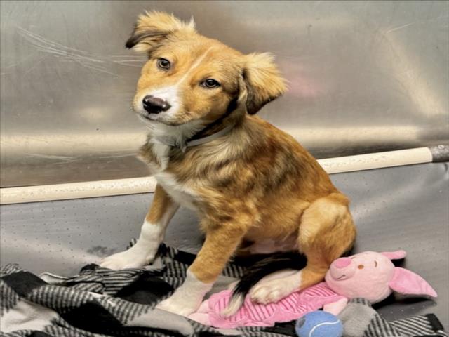 Adoptable pet photo