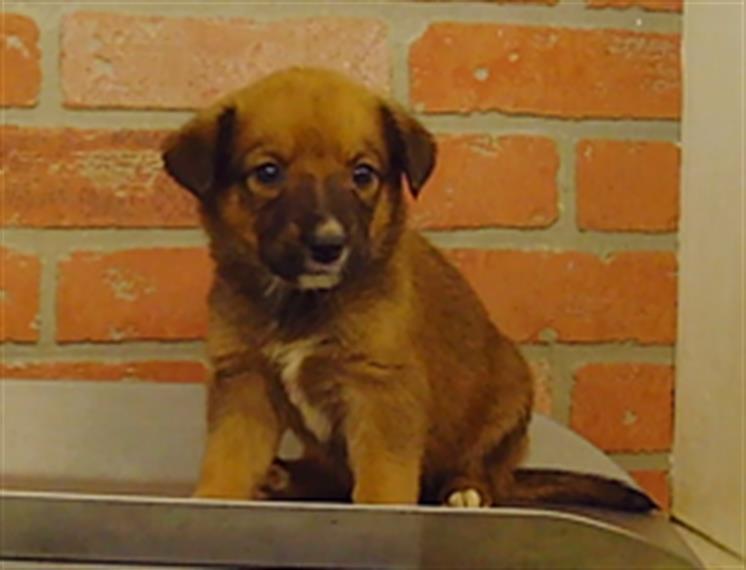 Adoptable pet photo