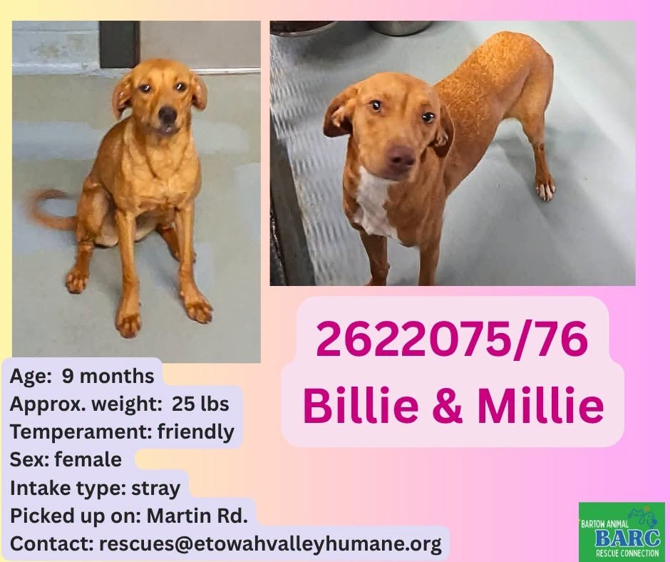 Adoptable pet photo