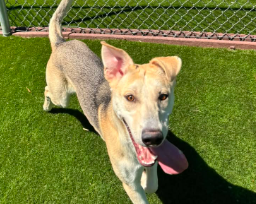 Adoptable pet photo