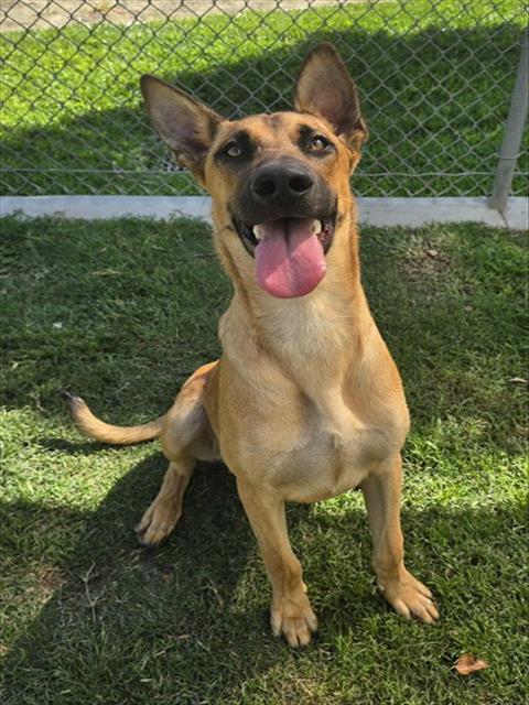 Adoptable pet photo