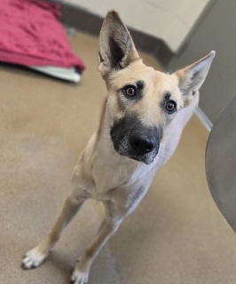 Indie, a Shepherd (mix breed), available for adoption