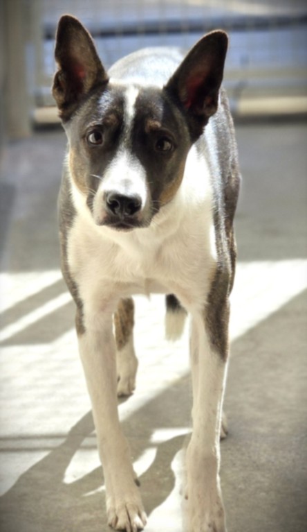 Rocky, a Whippet (mix breed), available for adoption