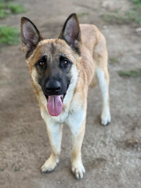 Canelo, a German Shepherd, available for adoption
