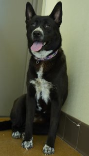Blossom, a Akita (mix breed), available for adoption