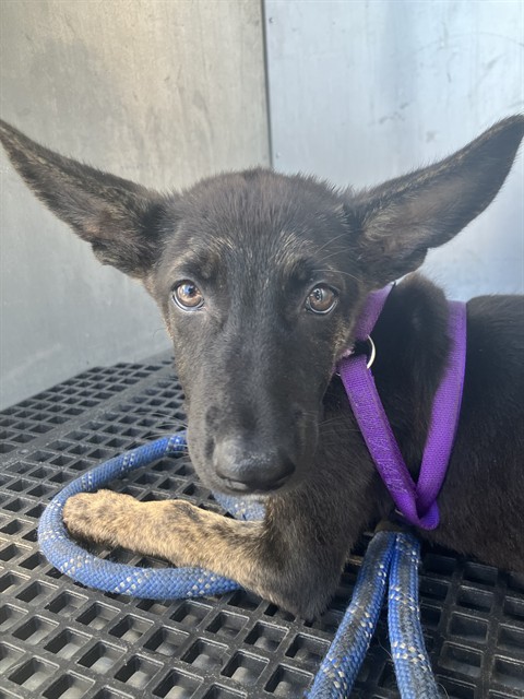 Fizzypop, a Dutch Shepherd (mix breed), available for adoption