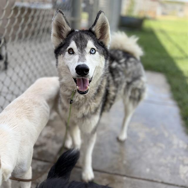 Thor, a Siberian Husky, available for adoption