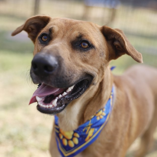 Bob, a Black Mouth Cur (mix breed), available for adoption