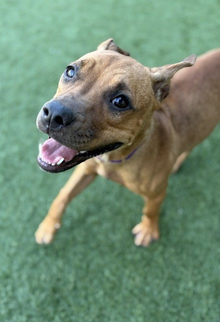 Amy, a American Staffordshire Terrier (mix breed), available for adoption