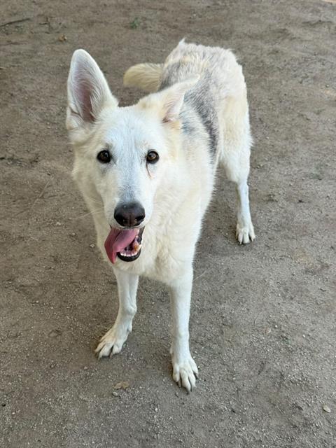 Heidi, a German Shepherd, available for adoption
