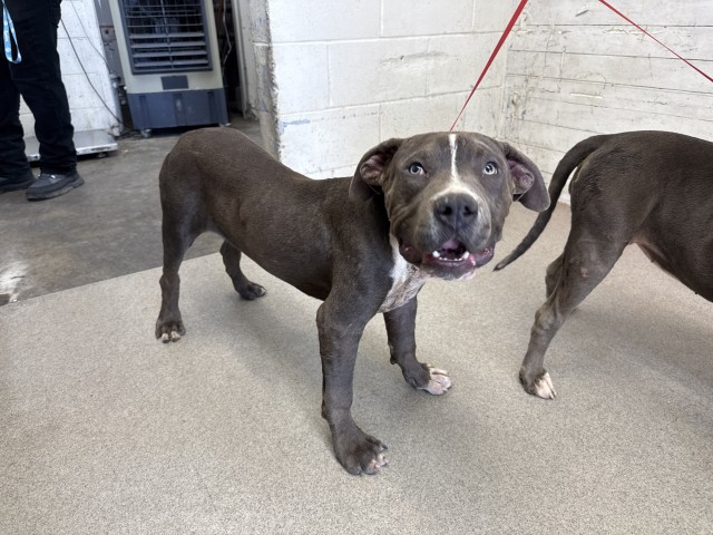 Manchego, a Pit Bull Terrier, available for adoption