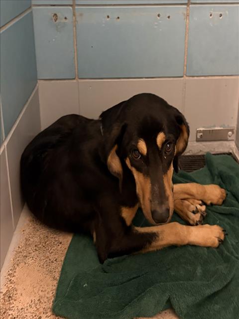 Clementine, a Hound (mix breed), available for adoption