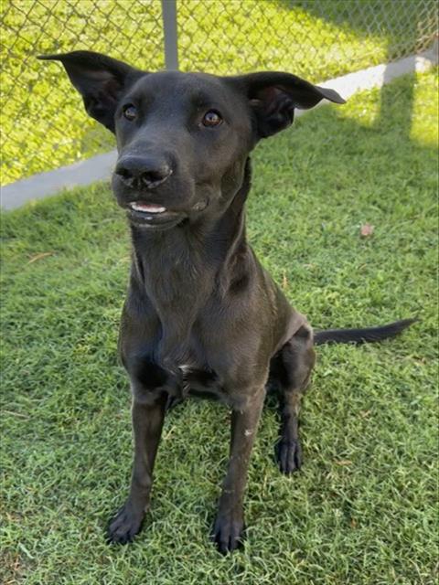 Mouse, a Labrador Retriever (mix breed), available for adoption