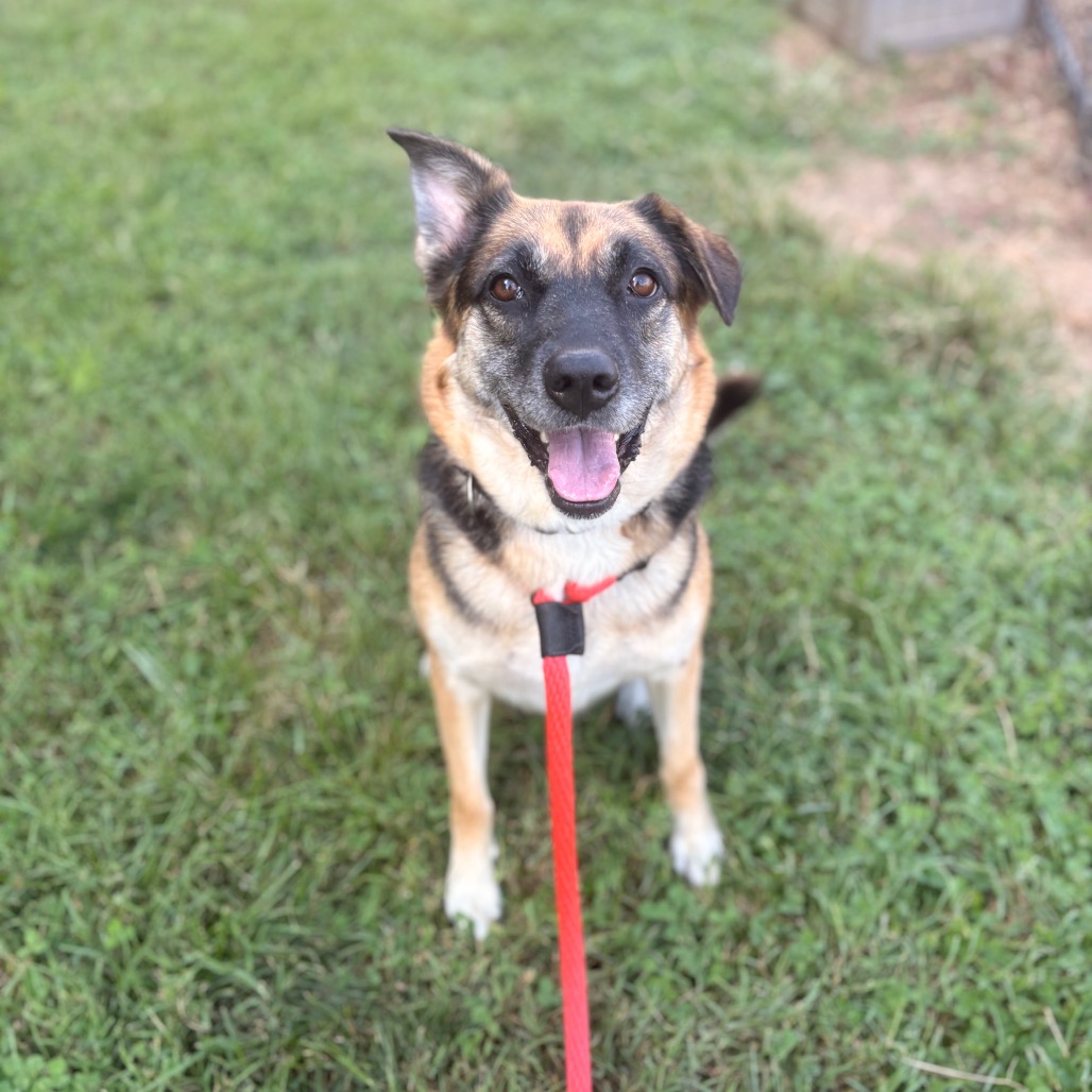 Cookie Dough, a Shepherd (mix breed), available for adoption