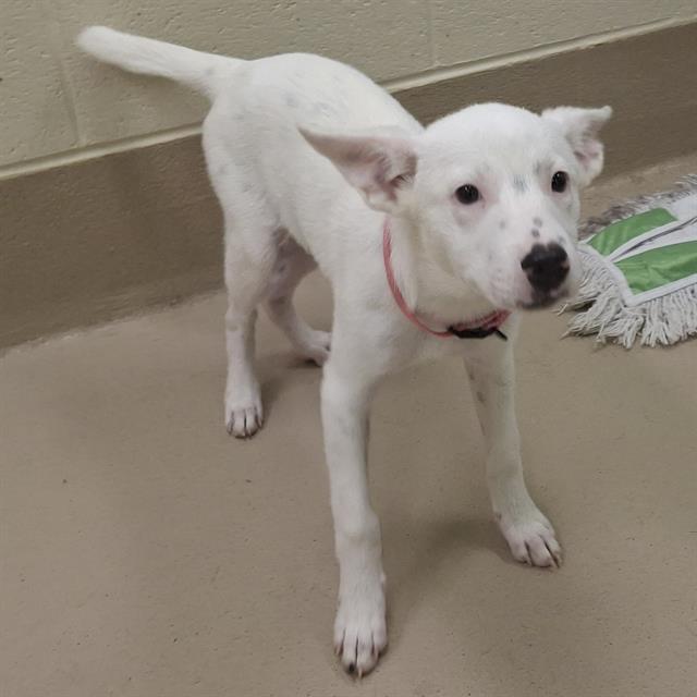 Elma, a Pit Bull Terrier (mix breed), available for adoption