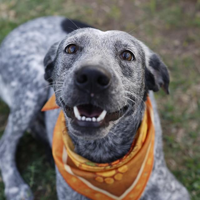 Kate, a Catahoula Leopard Dog (mix breed), available for adoption