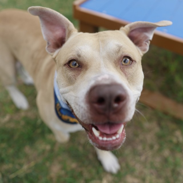 Duke, a American Staffordshire Terrier (mix breed), available for adoption