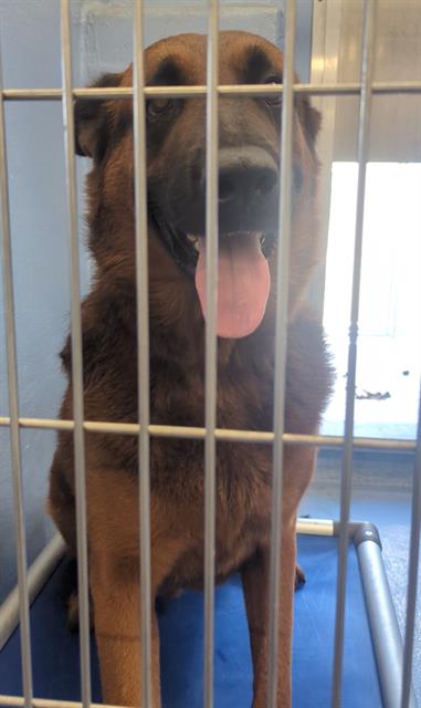 Red, a German Shepherd, available for adoption
