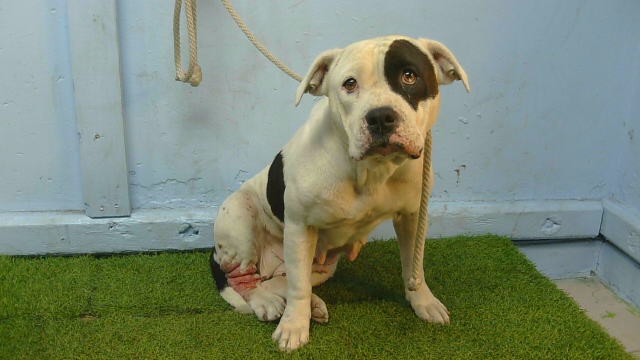 A5801242, a Bullmastiff, available for adoption