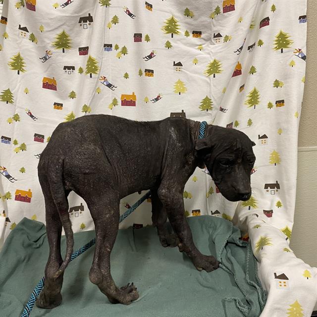 A614413, a Cane Corso Mastiff, available for adoption