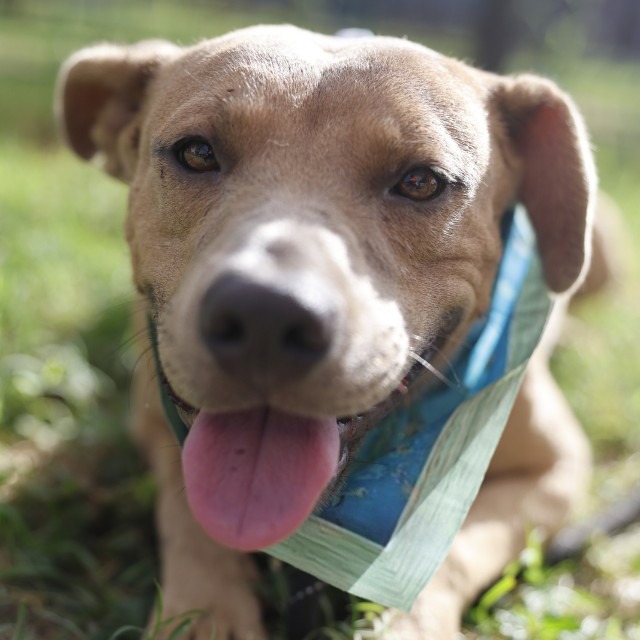 Bandido, a American Staffordshire Terrier (mix breed), available for adoption