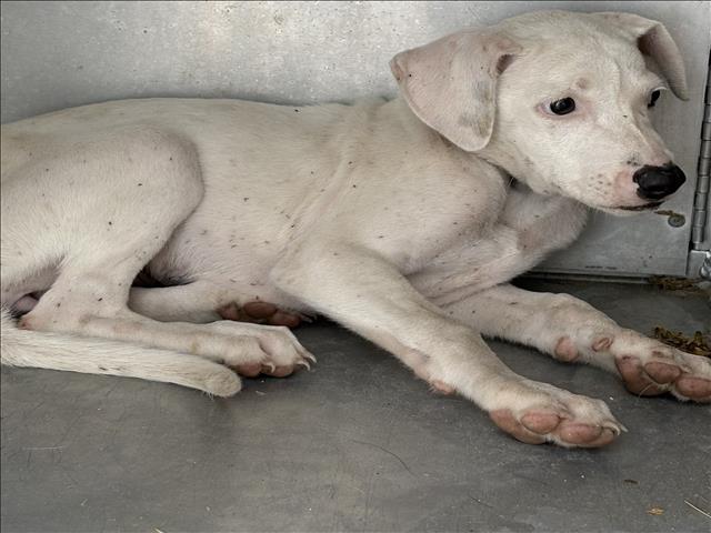 A035167, a Pit Bull Terrier (mix breed), available for adoption