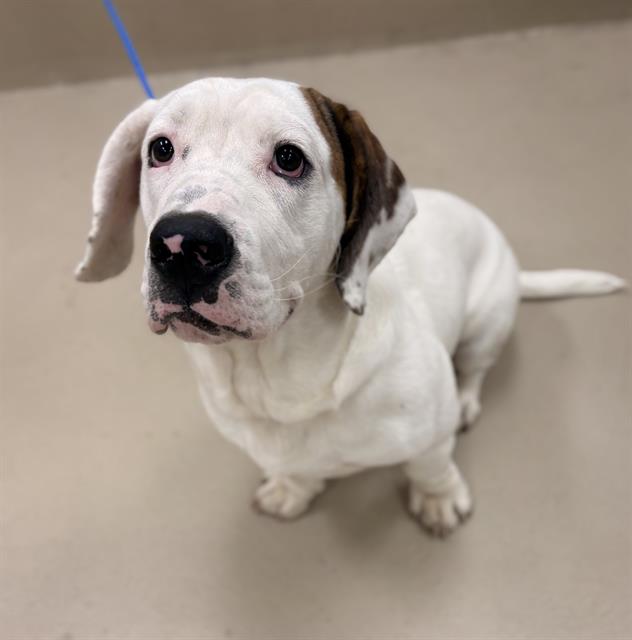 Chorizo, a Basset Hound (mix breed), available for adoption