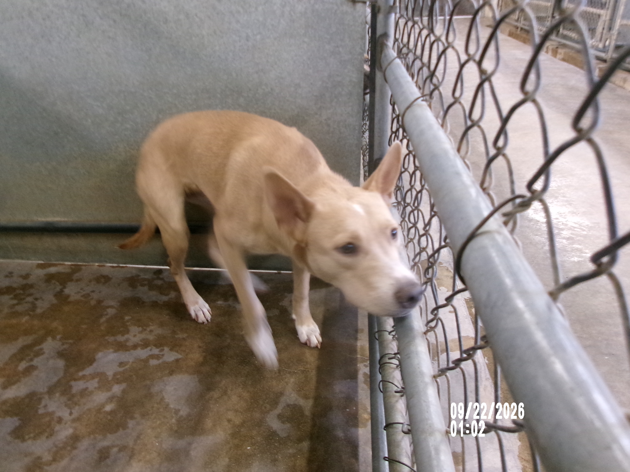 Raina, a Shepherd, available for adoption