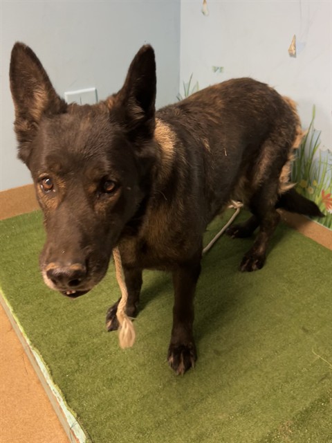 Gretchen, a German Shepherd, available for adoption