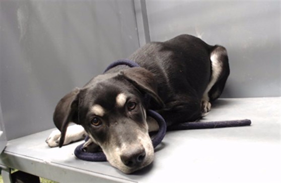 Carary, a Labrador Retriever, available for adoption