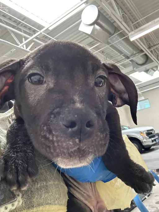 Jet, a Pit Bull Terrier, available for adoption