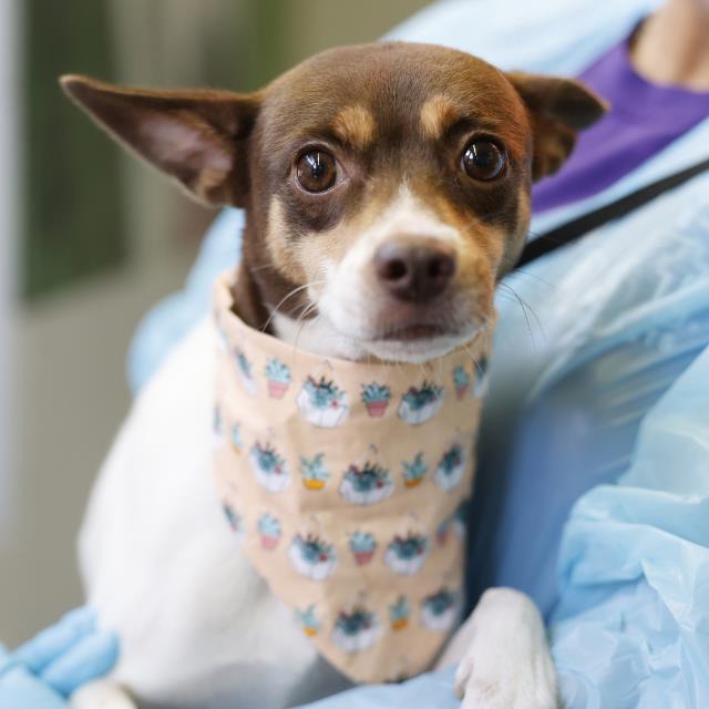 Rip, a Chihuahua (mix breed), available for adoption