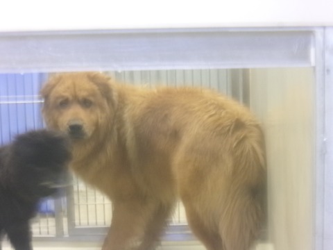 89291, a Chow Chow (mix breed), available for adoption