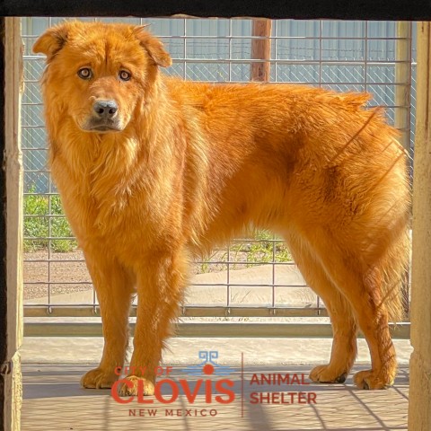 Lotus Flower, a Chow Chow (mix breed), available for adoption