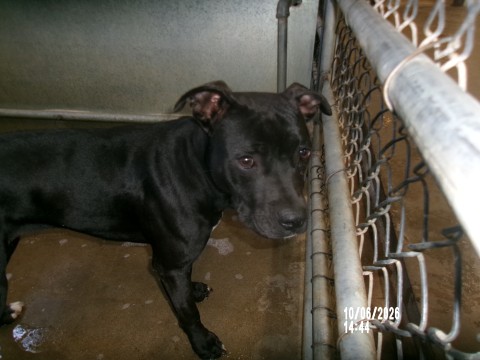 Silvana, a Staffordshire Bull Terrier (mix breed), available for adoption