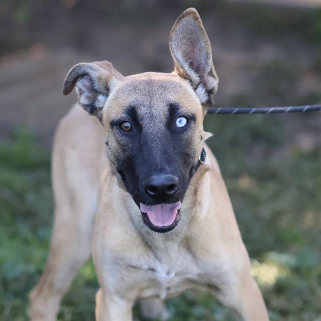 Brookie, a Belgian Shepherd Malinois, available for adoption