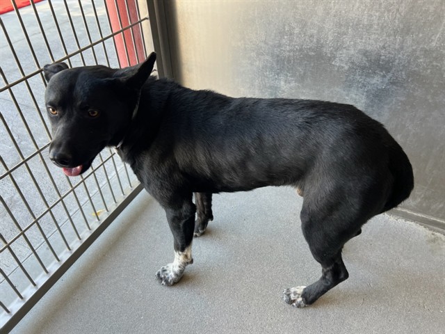 Stanley, a Border Collie, available for adoption