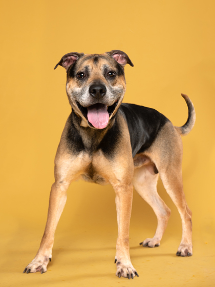 Stanley Poochie, a German Shepherd (mix breed), available for adoption